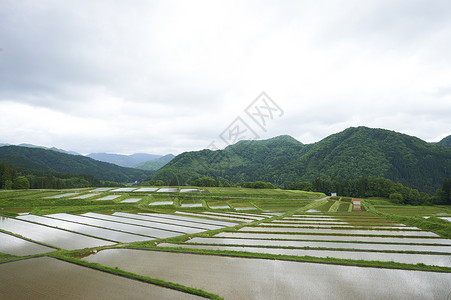 晴朗水稻梯田高清图片