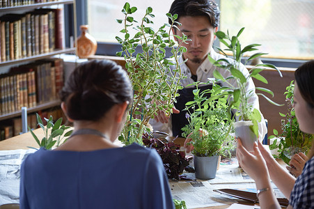 种植盆栽图片