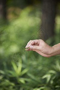 教育儿童实地考察昆虫采集图片