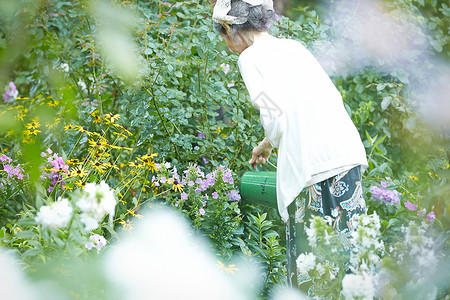 花园里浇水的老年女性背影图片