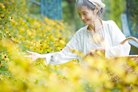 采摘花的老年夫人在庭院里图片
