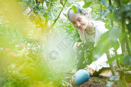 做园艺的老年妇女图片