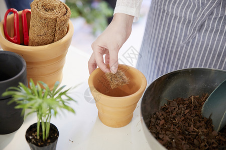 制作植物花盆的特写图片