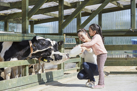 母女在农场里体验喂养奶牛高清图片