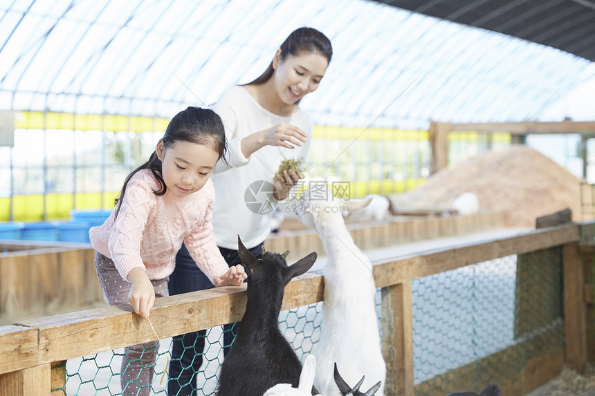 小女孩体验饲养山羊图片