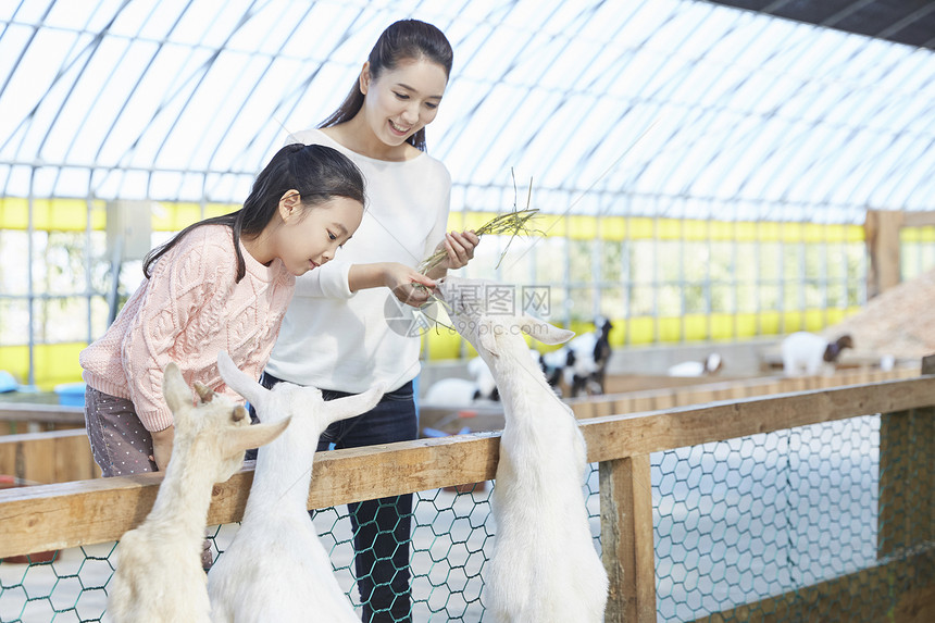 母女体验饲养小羊图片