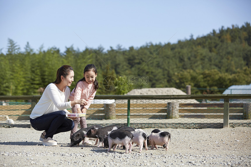 母女在农场里体验喂养小猪图片