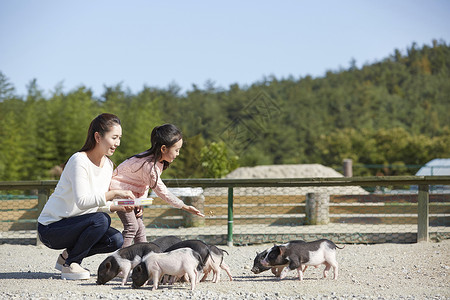 拜年女孩和猪母女在农场里体验喂养小猪背景