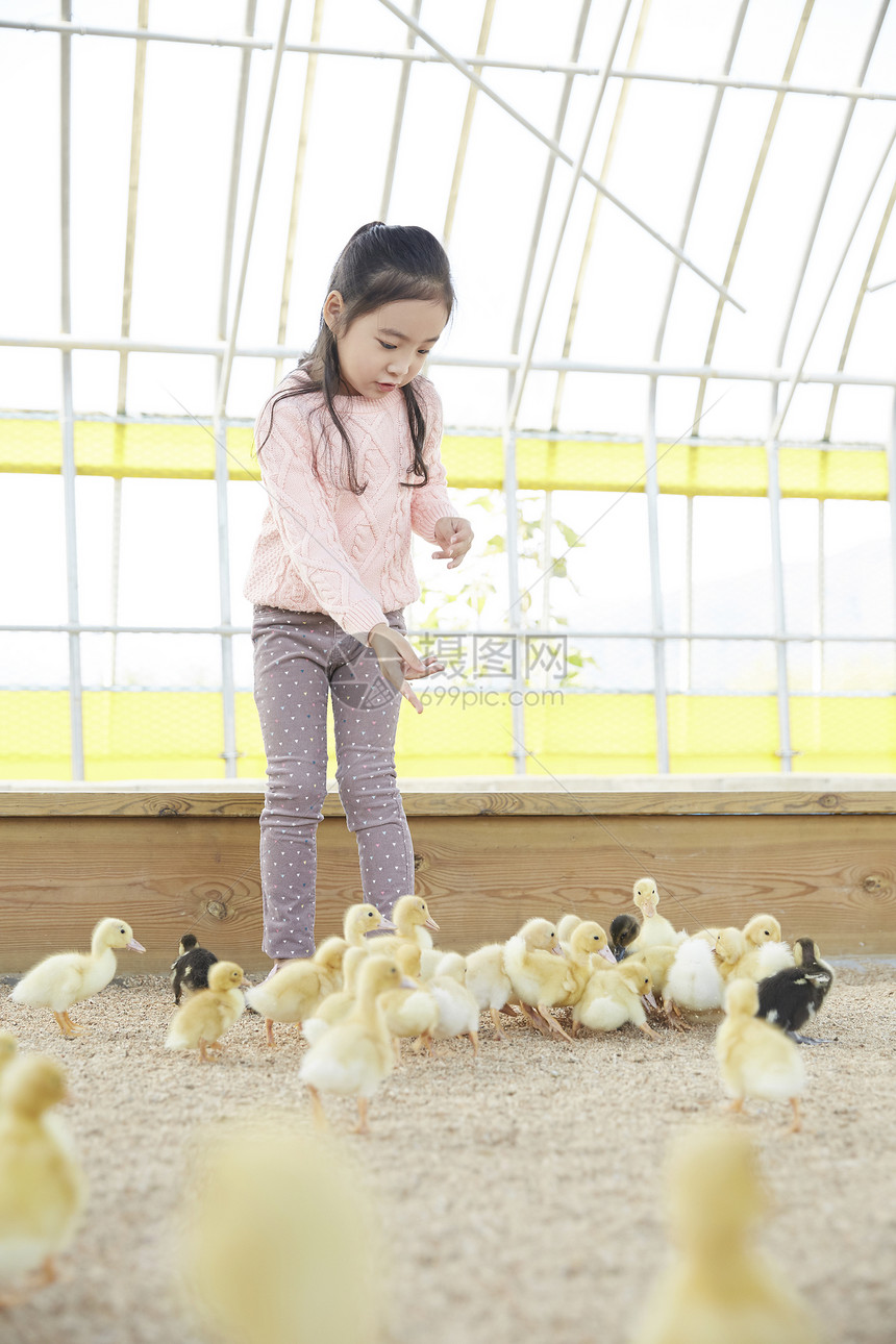 小女孩喂养小鸭子图片