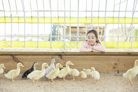 小女孩喂养小鸭子图片