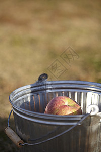 水桶里的苹果图片
