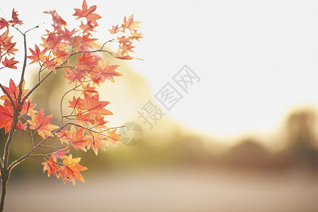 特写镜头季植物枫树秋天图片