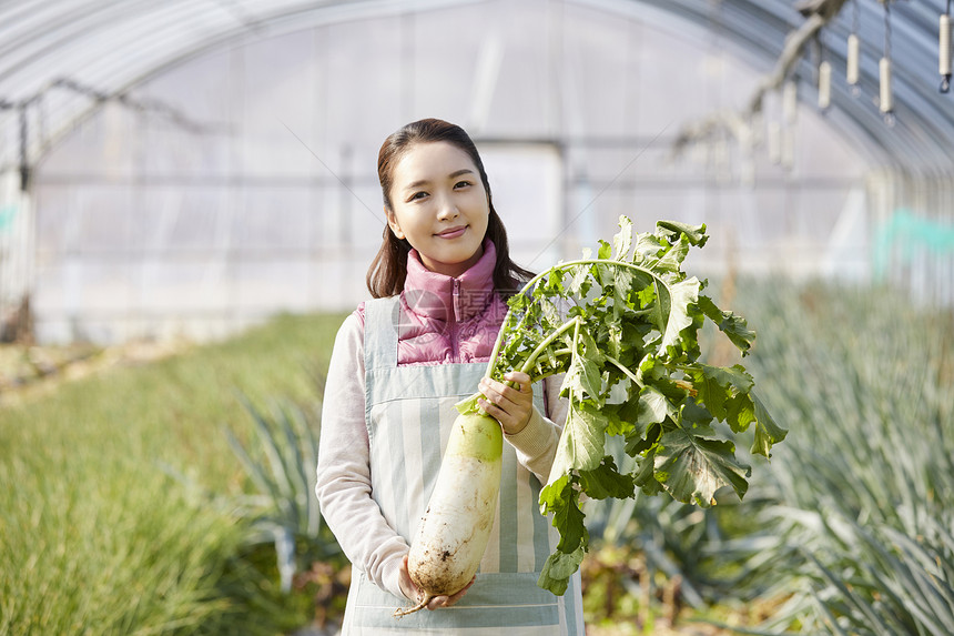 一家人在蔬菜大棚挑选蔬菜图片