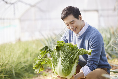 一家人在蔬菜大棚挑选蔬菜图片