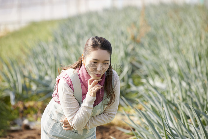 一家人在蔬菜大棚挑选蔬菜图片