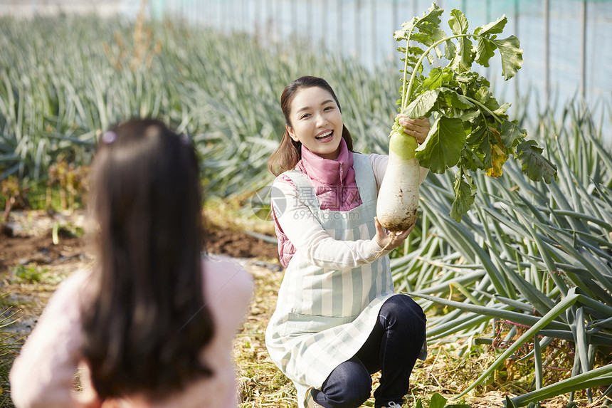 一家人在蔬菜大棚挑选蔬菜图片