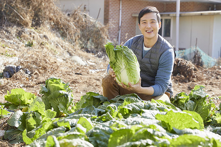 男人收获大白菜图片