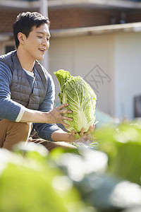 庄稼汉男人收获大白菜背景