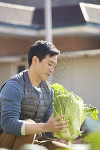 男人在菜园子里收获大白菜背景图片