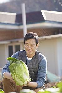 男人在菜园子里收获大白菜背景图片