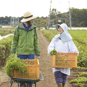 外国人在农作物研究种植图片