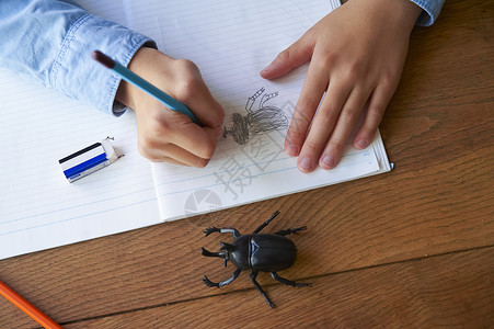 日本甲虫画甲虫背景