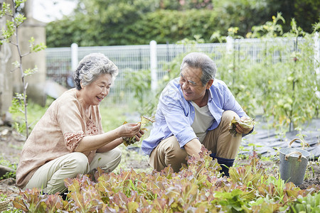 递增老年夫妇农田里收获蔬菜背景