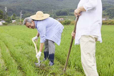 老年夫妇下农田干农活图片