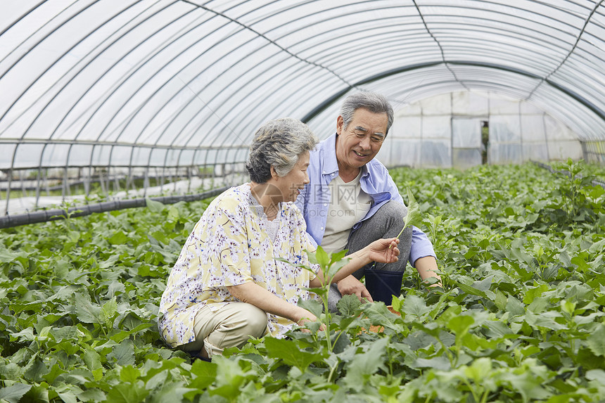 老年夫妻一起种植农作物图片