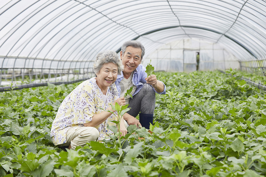 一起照顾农作物的老年夫妇图片