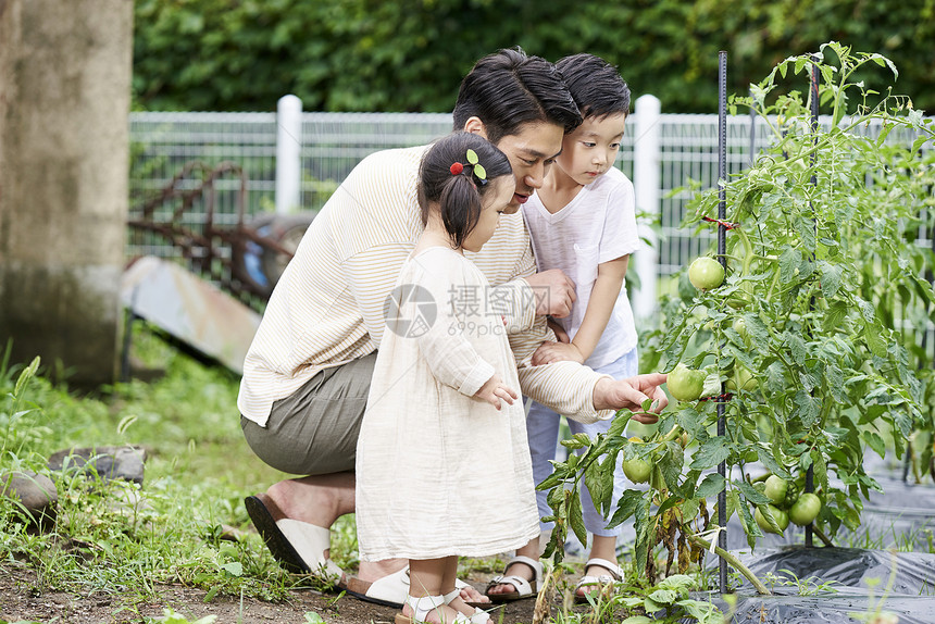 在花园种植蔬菜的家庭图片