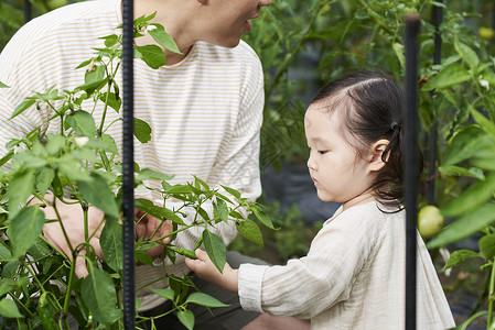 在花园种植蔬菜的家庭图片