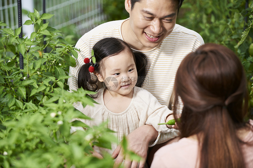 一家人户外采摘蔬菜图片