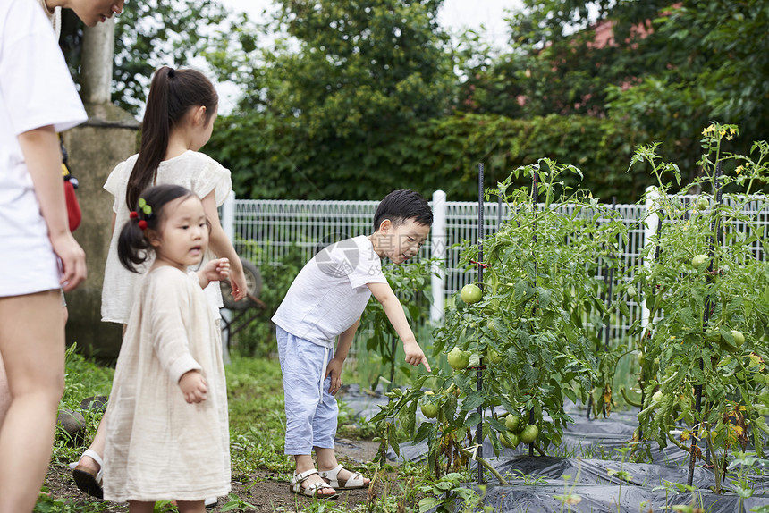 一家人户外采摘蔬菜图片