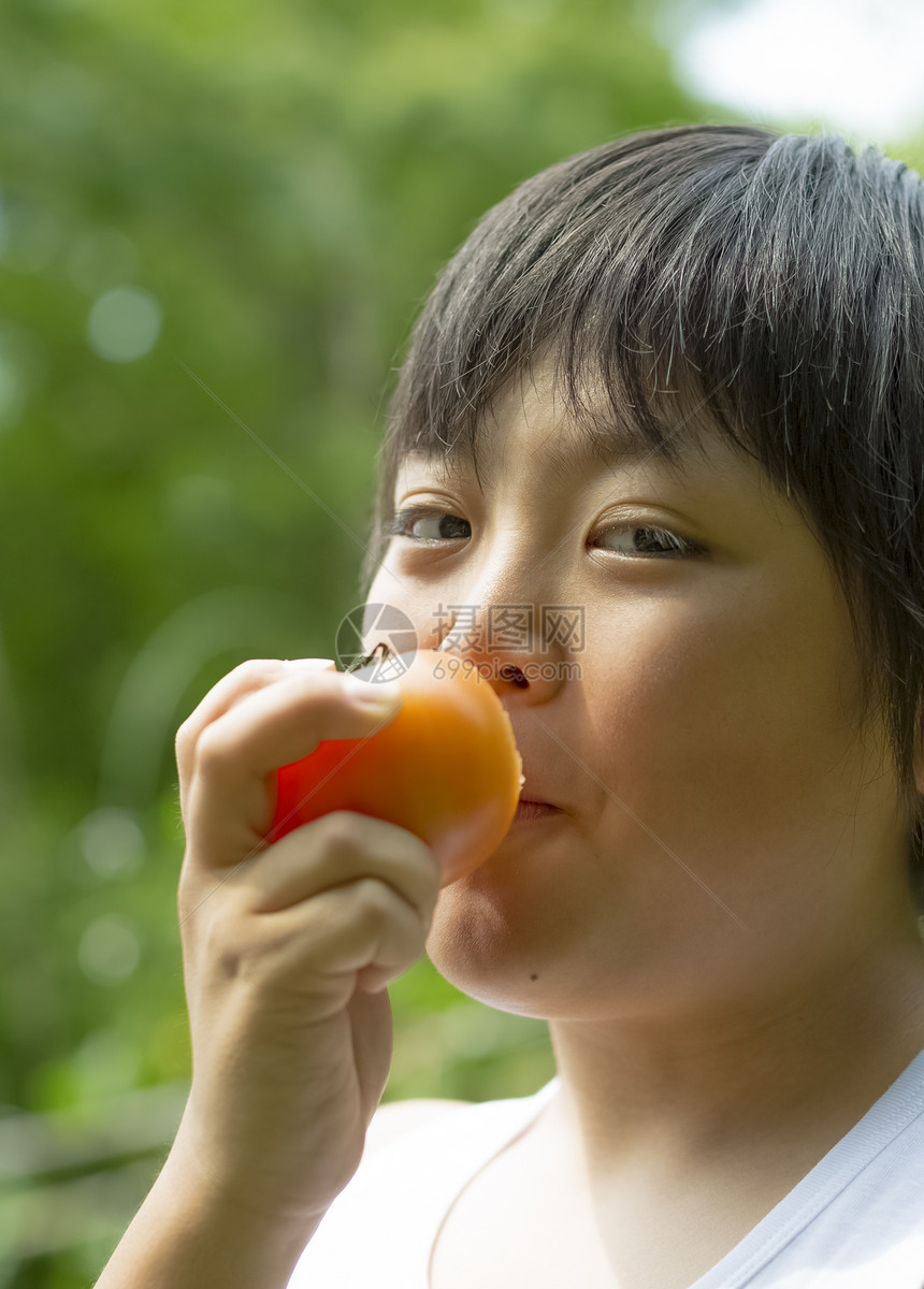 暑假在田地里采摘水果的小男孩图片