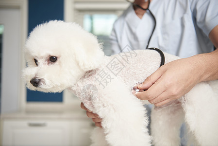 宠物医疗设备医生在给宠物狗看病背景