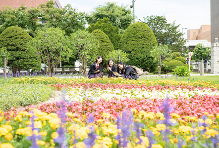 优良花坛旅游女学生札幌学校旅行札幌市博物馆图片