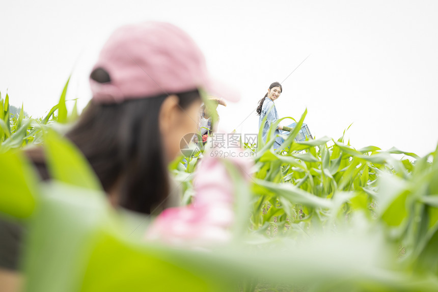 女人们在农田里干活图片