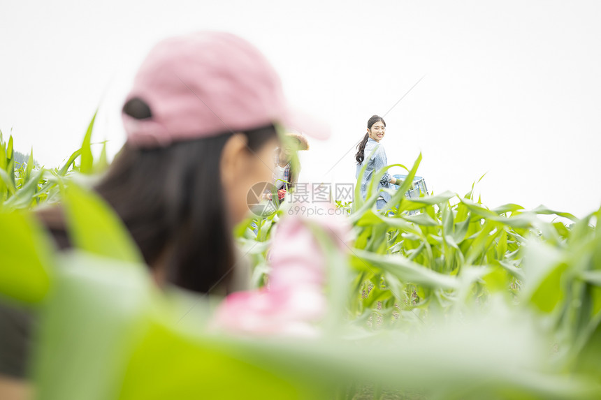 女人们在农田里干活图片