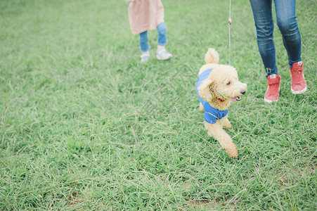 贵宾犬女儿好朋友狗和osanpo图像图片