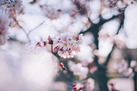 阳春三月文字三月春天的樱花背景