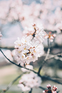 三月春天的樱花图片