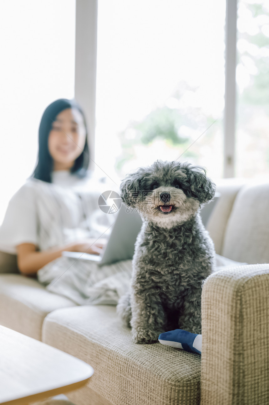 女人养着可爱宠物狗图片