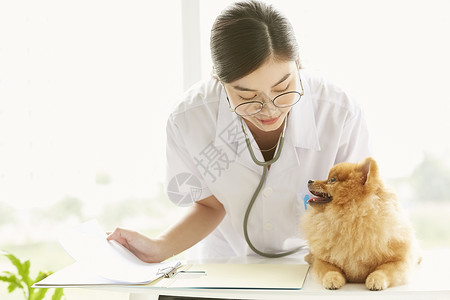 医疗动物员工做小狗考试的少妇图片