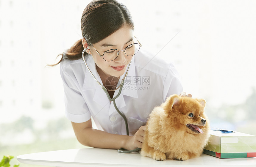 漂亮的宠物医生检查狗狗身体图片