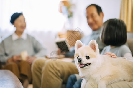 可爱的博美犬背景图片