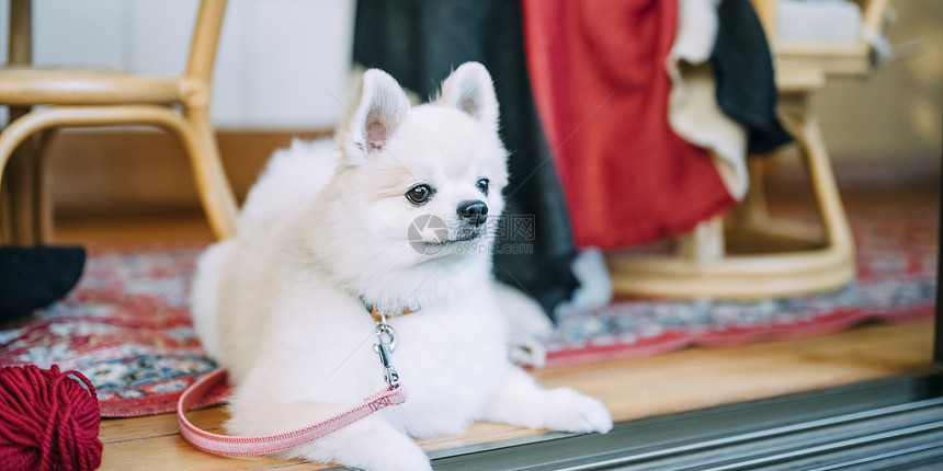 院子里的博美犬图片