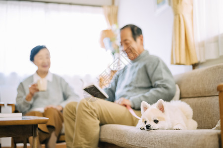 沙发上的可爱博美犬图片