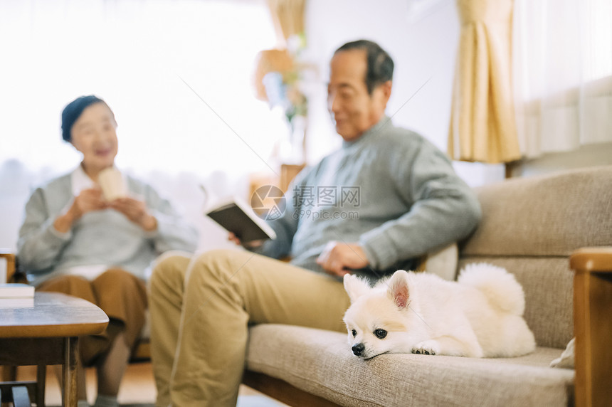 坐在沙发上的博美犬图片