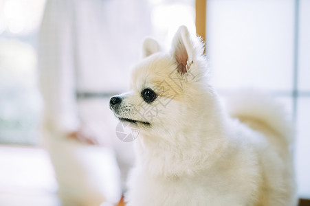 可爱的白色博美犬图片